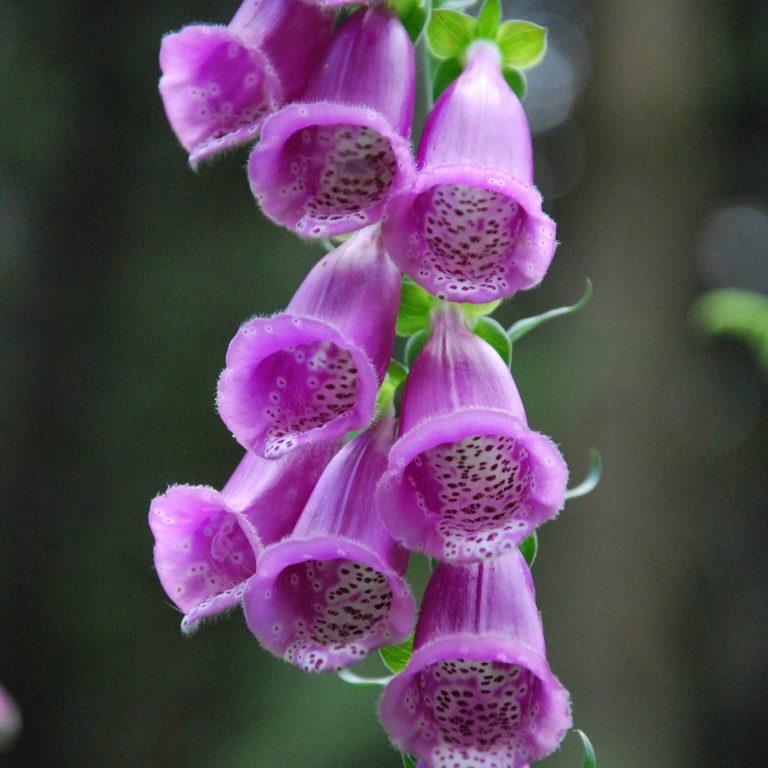Blume Es ist eine Blume zu sehen. Ihre Blüten sind Kelchförmig. Die Farbe ist blasslila mit Punkten.