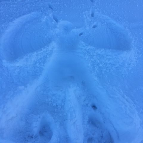 Engel Es ist frisch gefallener Schnee zu sehen. Im Schnee ist ein Engel zu sehen. Durch den Engel verlaufen Tierabdrücke.