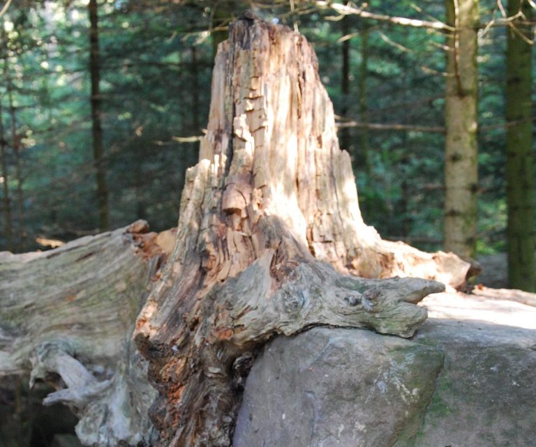 Baum auf Stein Es ist ein verwesender Teil eines Baumes zu sehe. Der Baum ist rund um einen rechteckigen großen Stein gewachsen und steht im Wald.